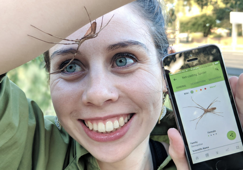Minibeast Wildlife's Caitlin Henderson demonstrates Spidentify with a Net-casting Spider (Deinopis subrufa)