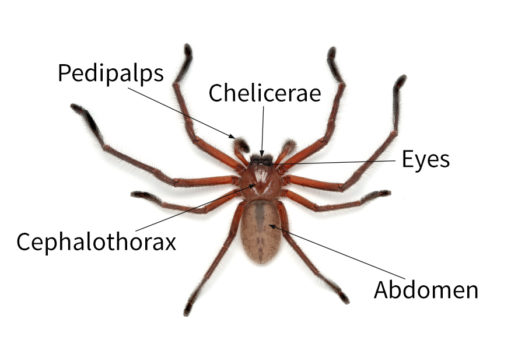 Spider anatomy - Spidentify