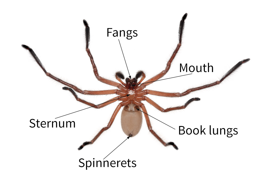 parts of a spider