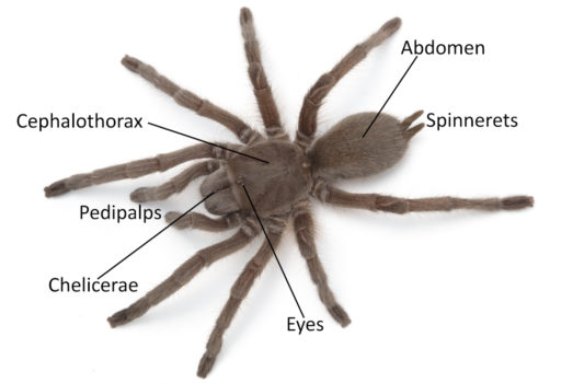 What are spiders? - Spidentify