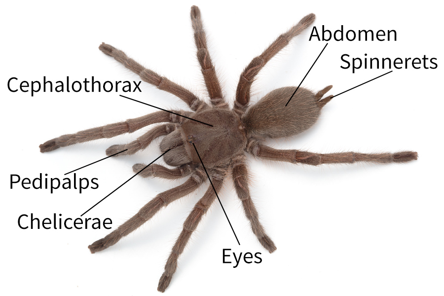 Spider Labelled Diagram