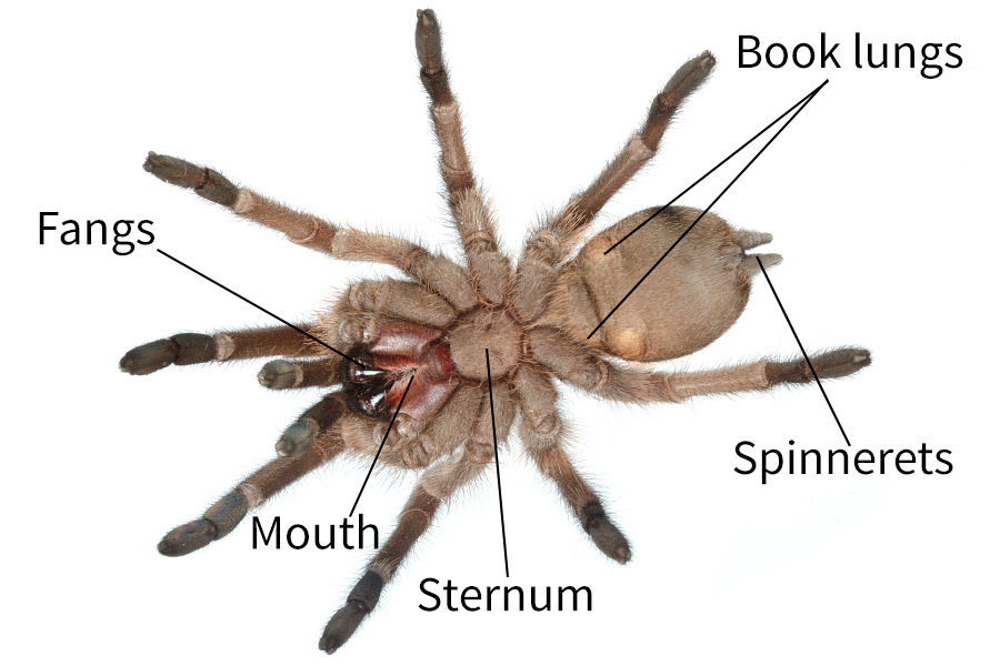 Spider anatomy Spidentify