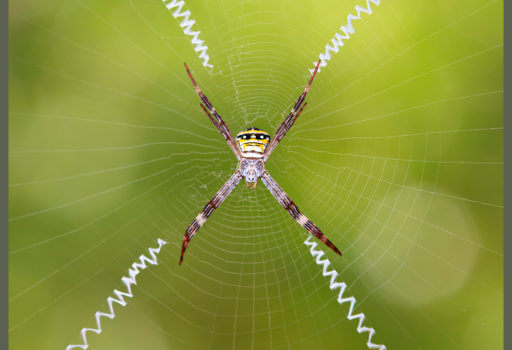 do-all-spiders-make-webs-spidentify