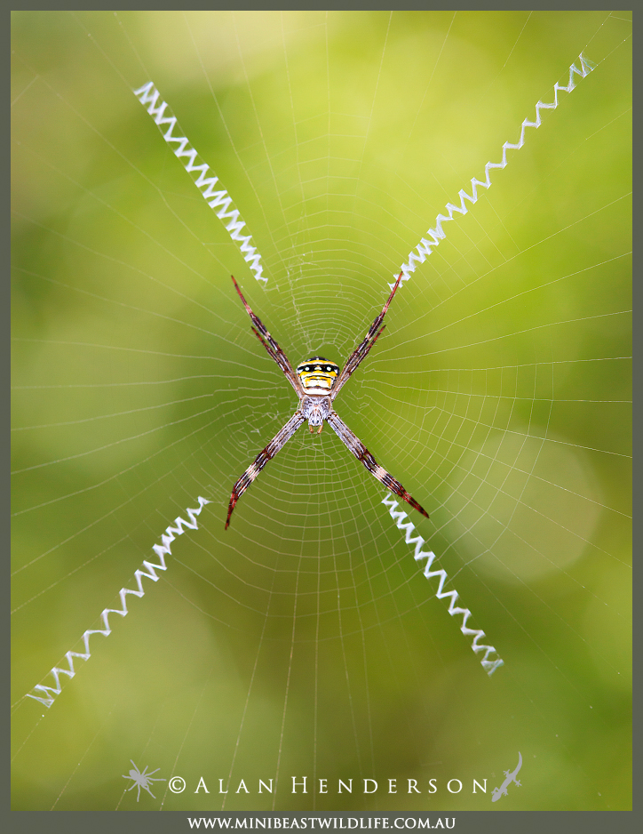 what spiders make webs on the ground