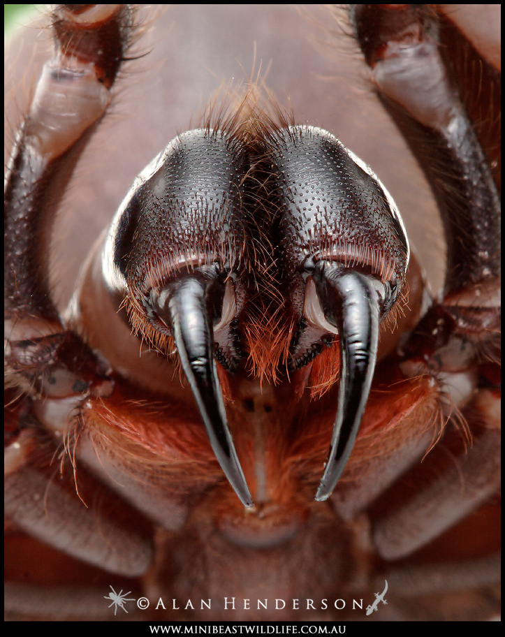 Most Dangerous Spider   Fangs Of A Sydney Funnelweb 