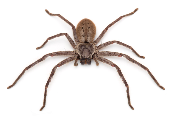 non poisonous house spiders