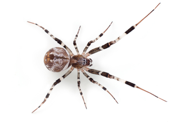 All About Poisonous Spiders