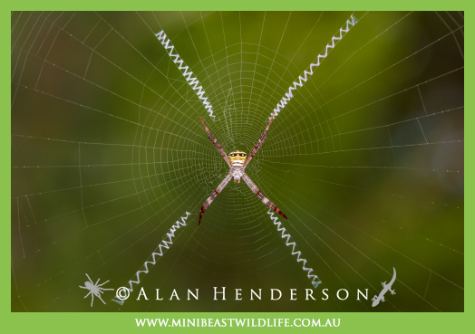 St Andrew's Cross Spider (Argiope keyserlingi) 