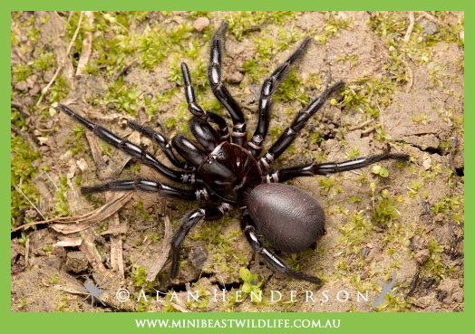 Sydney Funnel-web (Atrax robustus).