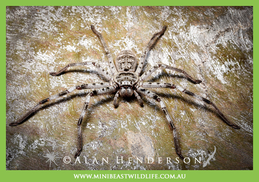 Murray Banded Huntsman (Holconia murrayensis)