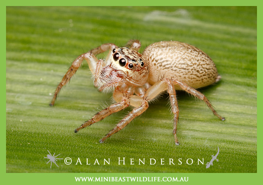 Jumping spider