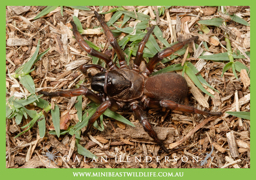 Melbourne Trapdoor (Stanwellia sp.). 