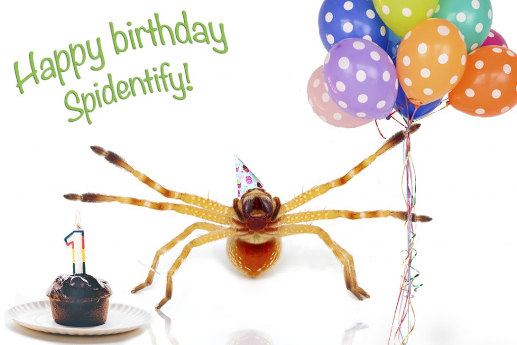 Spidentify is one year old, and we're celebrating with our biggest update yet. 