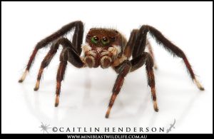 He has legs for days and he's coming to a Spidentify near you! Meet the Shaggy Jumping Spider (Hypoblemum griseum).