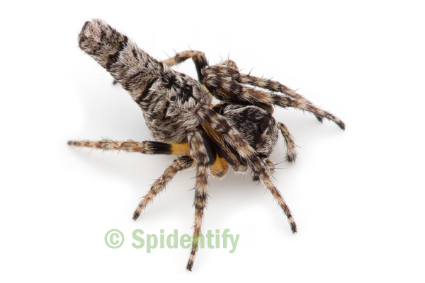 Cryptic Orb-weaver - Acroaspis species