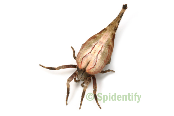 Scorpion-tailed Spider - Arachnura higginsi
