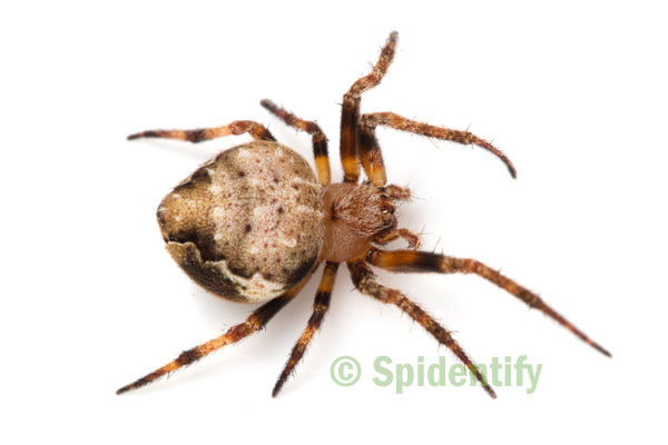 Pointy Orb-weaver - Araneus acuminatus