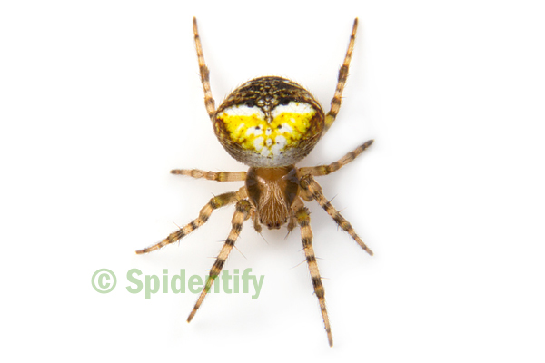 Winged Orb-weaver - Araneus albotriangulus 