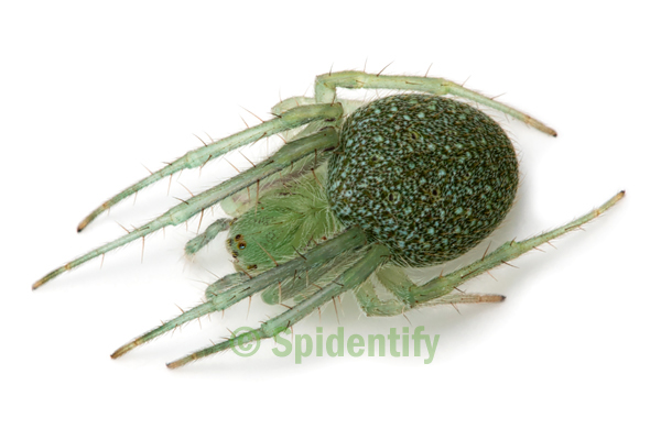 Speckled Orb-weaver - Araneus circulissparsus