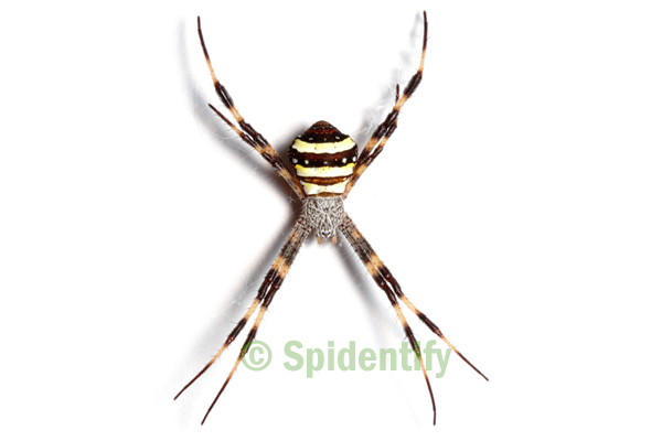 St Andrew's Cross Spider