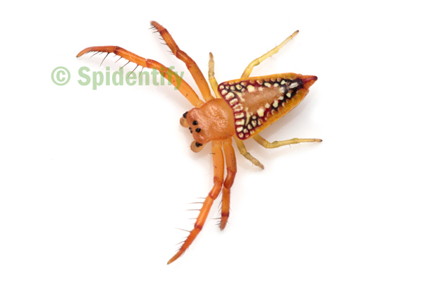 Walckenaer's Triangular Spider - Arkys walckenaeri