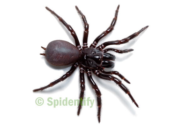 Australian funnel-web spider - Wikipedia