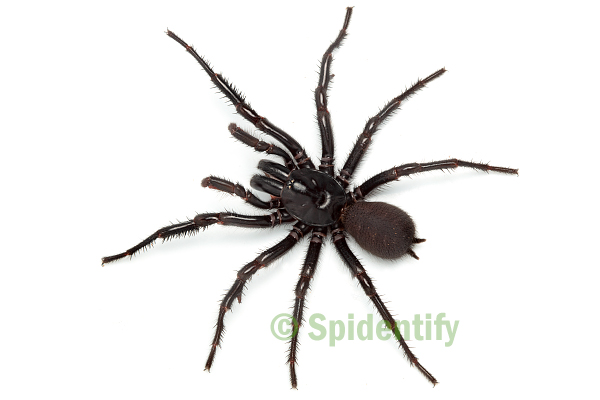 Australian funnel-web spider - Wikipedia