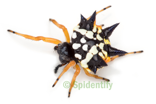 Jewel Spider -Austracantha minax