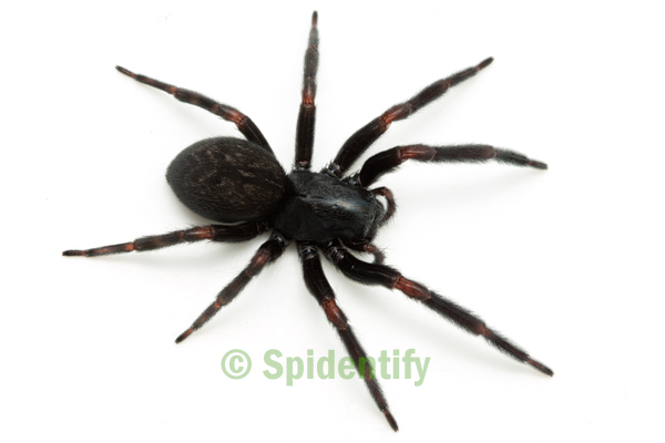 Black House Spider - Badumna insignis