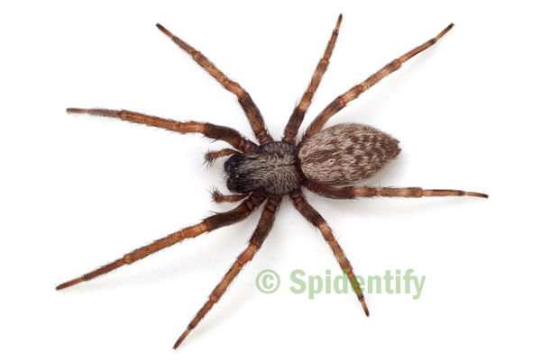 Brown House Spider - Badumna longinqua