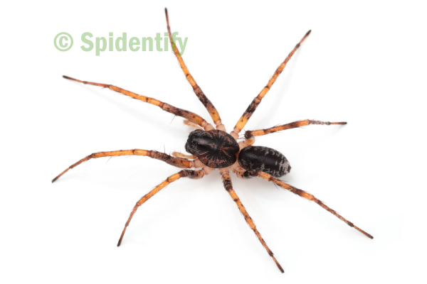 Parsons' Swift Spider - Battalus adamparsonsi