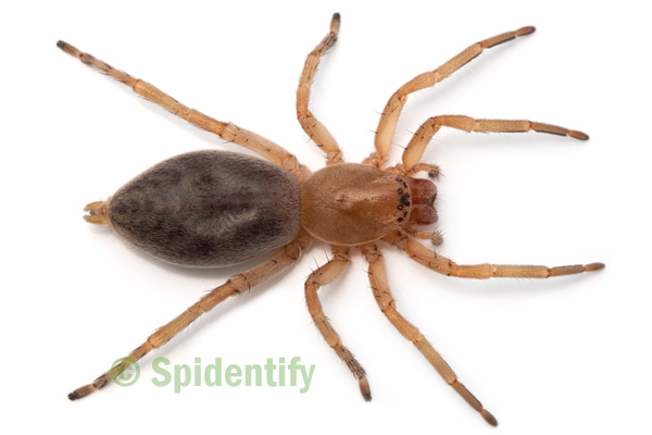 Female Sac Spider - Clubiona species 