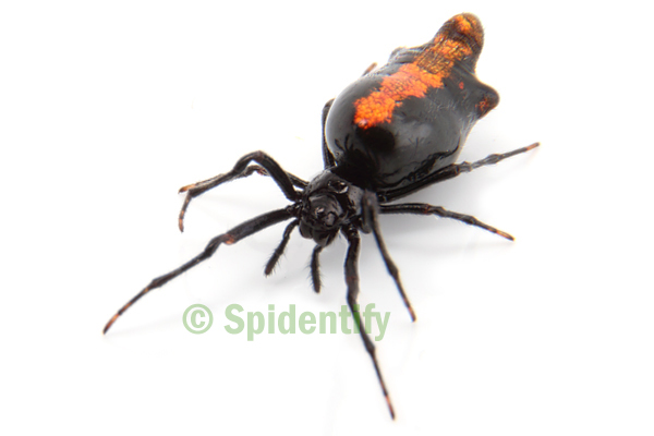 Forked Orb-weaver - Cyclosa trilobata