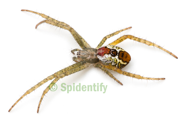 Orb-weaving spiders Tent Spider - Cyrtophora cylindroides