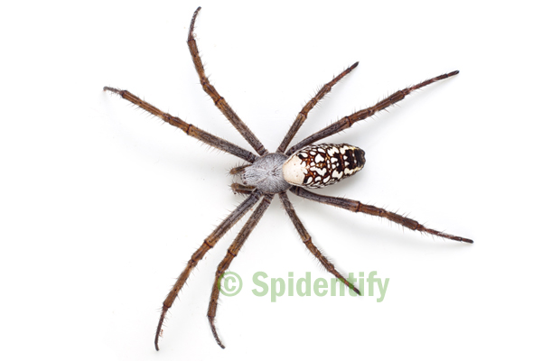 File:Orb weaver black bckgrnd03 crop.jpg - Wikipedia