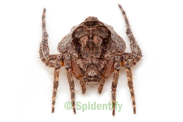 Wrap-a-round Spider - Dolophones species