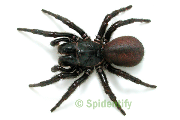 Alpine Funnel-web - Hadronyche alpina