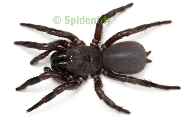 Darling Downs Funnel-web - Hadronyche infensa