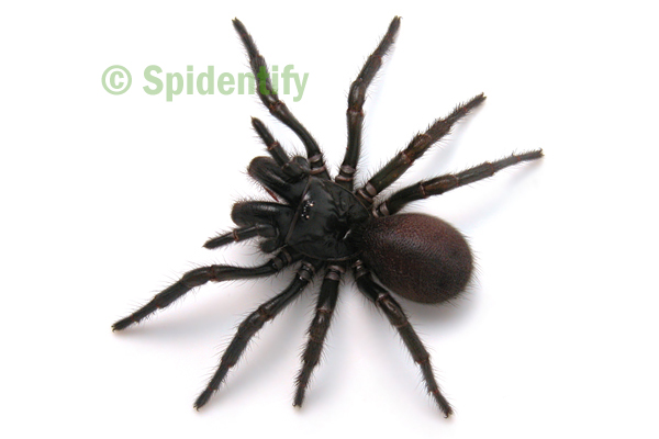 Central Victorian Funnel-web - Hadronyche meridiana