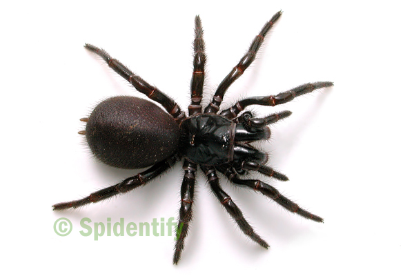 Victoria Funnel-web - Hadronyche modesta