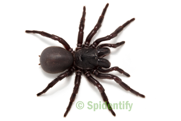 Border Ranges Funnel-web - Hadronyche valida