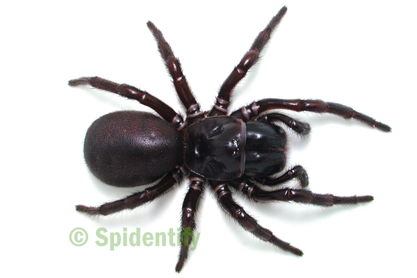 Blue Mountains Funnel-web - Hadronyche versuta