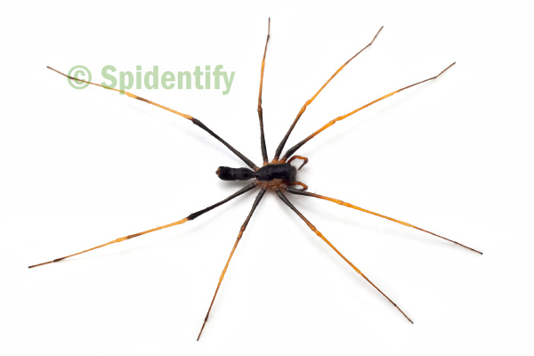 Ant-mimicking Swift Spider - Kolora lynneae