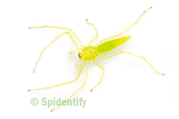 Green Sac Spider - Matidia species