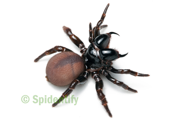 female mouse spider