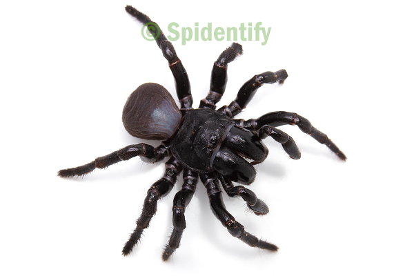 female mouse spider