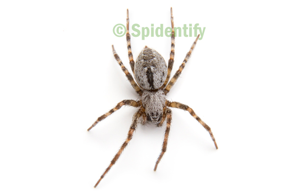 Foliage-webbing Social Spider - Phyrganoporus candidus