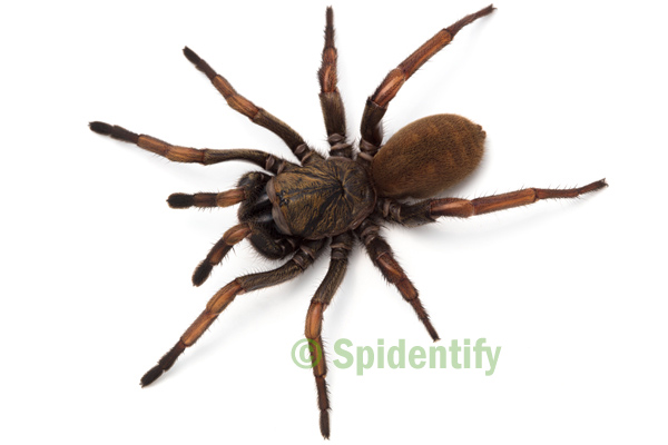 trapdoor spider live