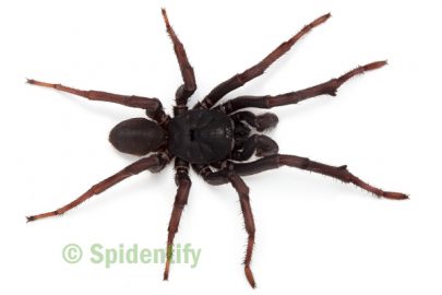 Trapdoor Spiders - Spidentify