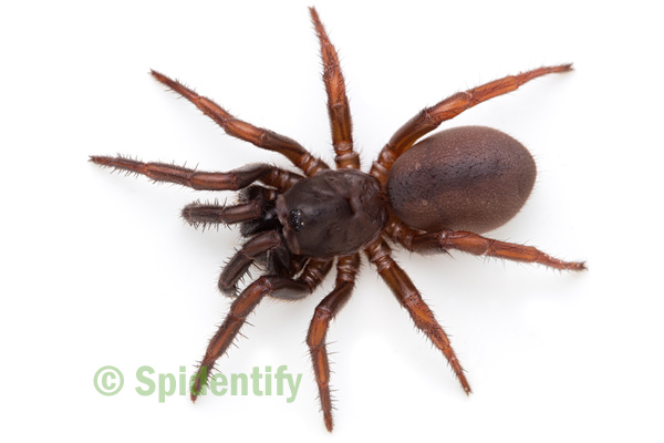 New species of trapdoor spider confirmed in Australia